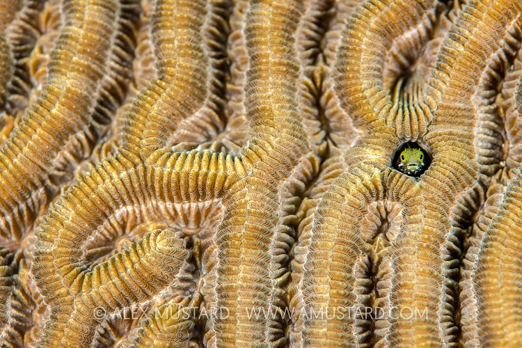 Spinyhead Blenny. Cayman Islands