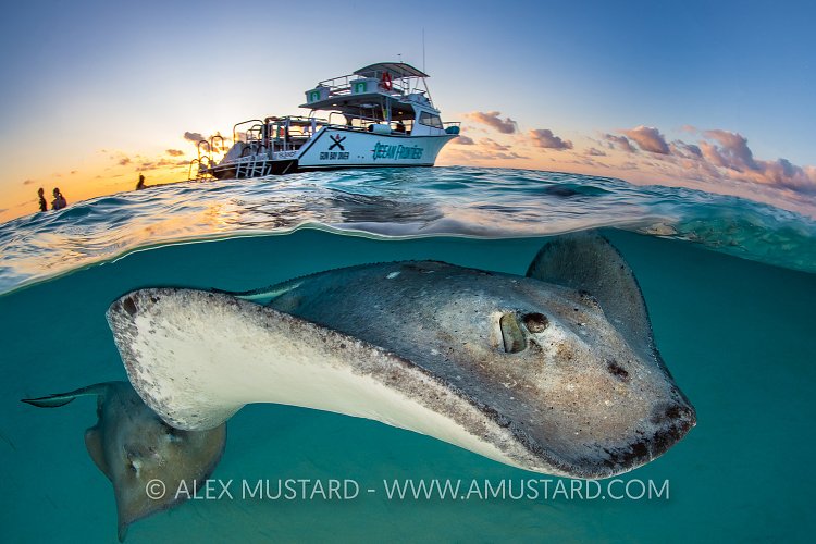 Stingrays And Boat At Dawn. Cayman Islands