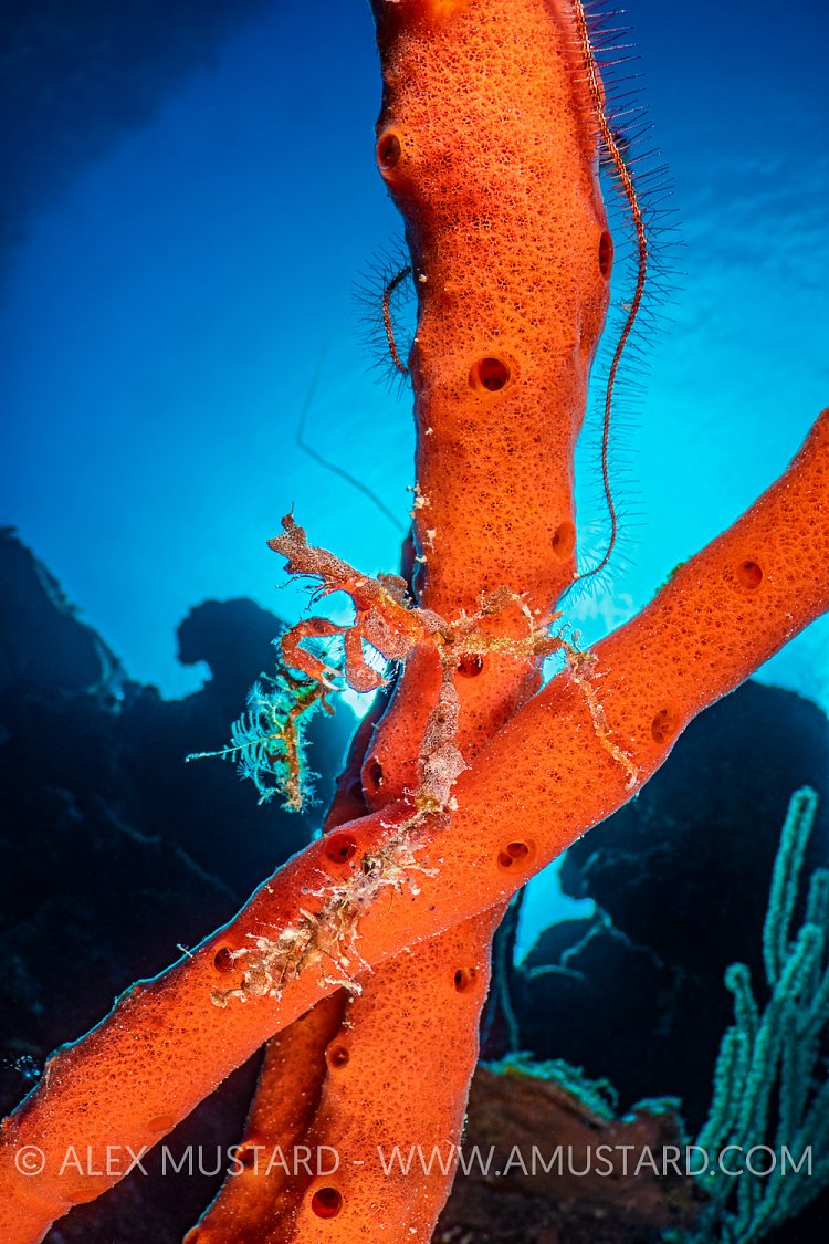 Neck Crab On Sponge. Cayman Islands