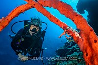 Neck Crab On Sponge. Cayman Islands