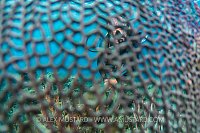 Diver Through Fan. Cayman Islands