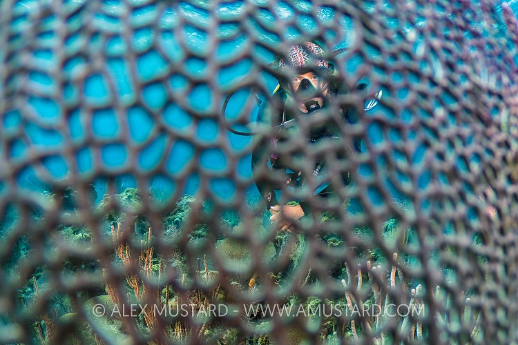 Diver Through Fan. Cayman Islands