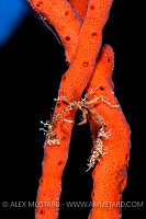 Neck Crab On Sponge. Cayman Islands
