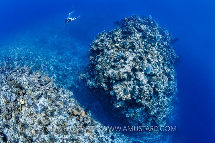 Diver And Pinnacle. Cayman Islands
