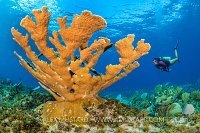 Elkhorn Coral With Diver. Cayman Islands