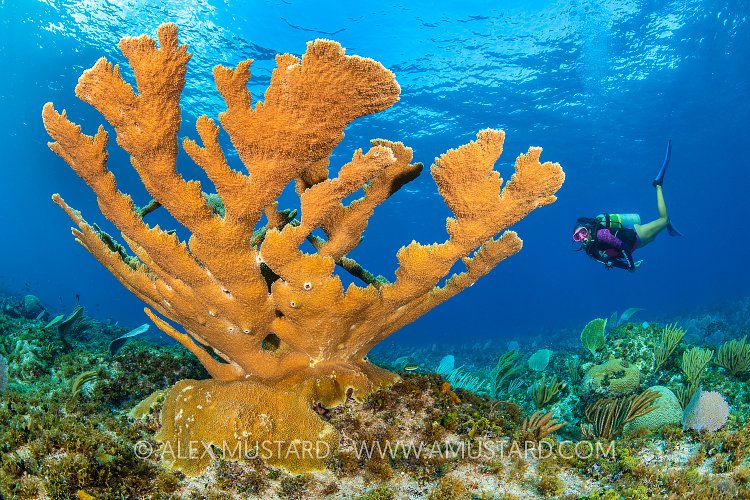 Elkhorn Coral With Diver. Cayman Islands