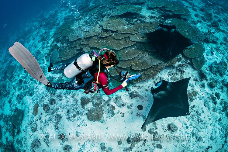 Manta Ultrasound Scanning. Maldives