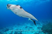 Manta Pair. Maldives
