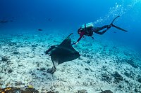 Underwater Ultrasound of Manta Ray. Maldives