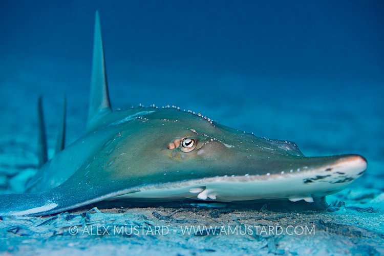 Guitarfish Portrait. Maldives