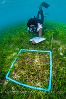 Sea Grass Survey. Maldives