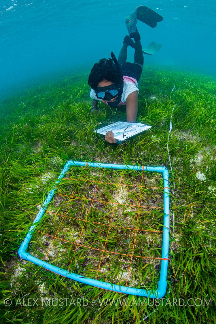 Sea Grass Survey. Maldives