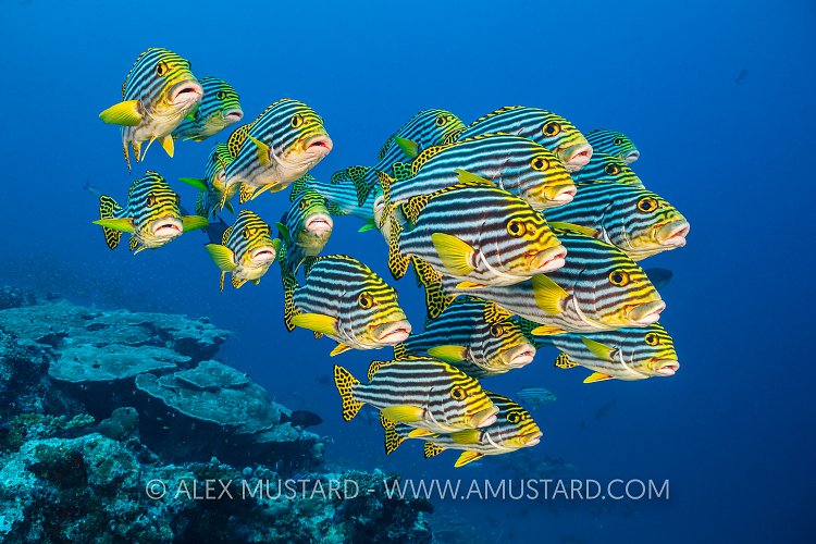 Schooling Sweetlips. Maldives