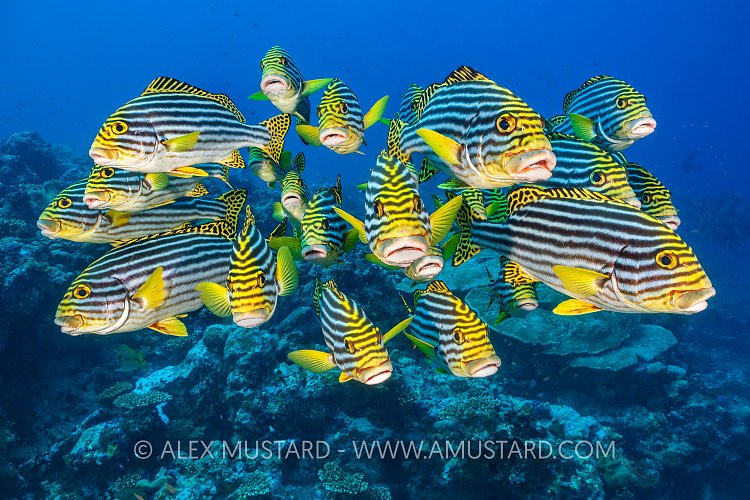 Schooling Sweetlips. Maldives