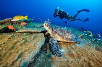Turtle Research. Maldives
