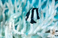 Bleached Coral. Maldives