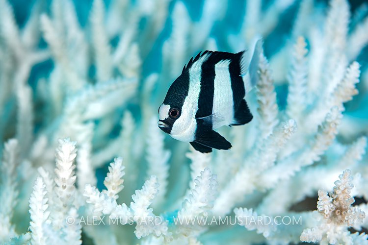 Bleached Coral. Maldives