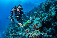 Coral Reef Survey. Maldives