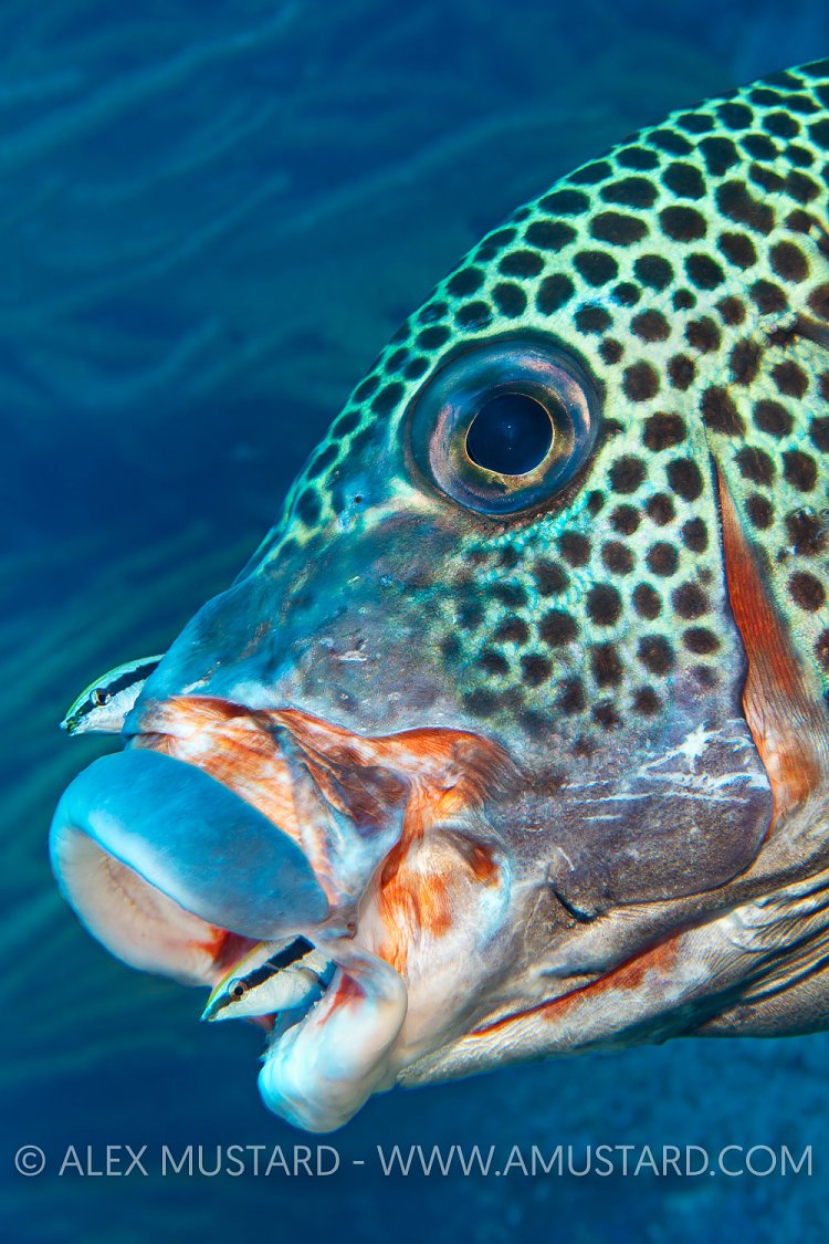 Sweetlips Cleaning. Philippines