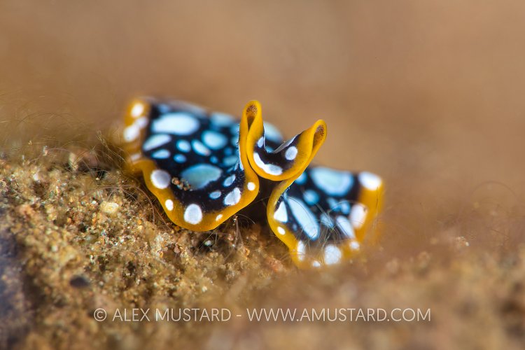 Brilliant Flatworm, Indonesia