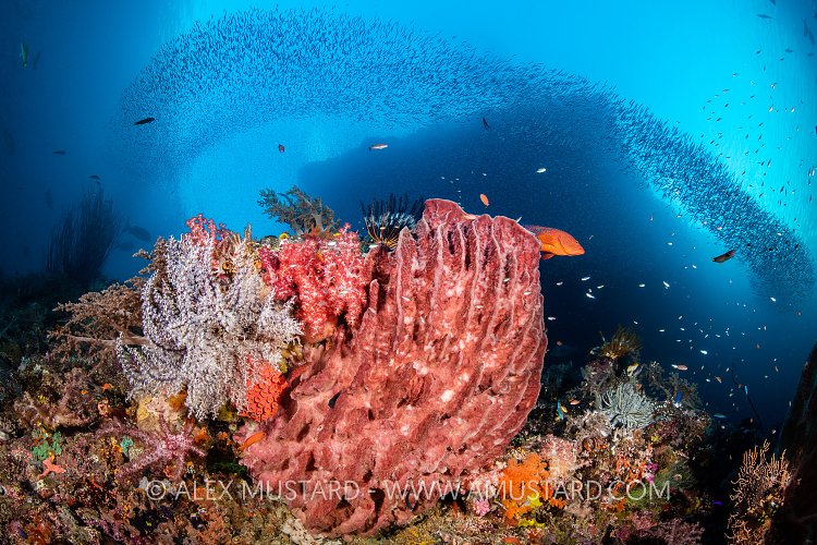 Raja Reef Scene, Indonesia