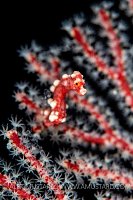 Red And White Pygmy Seahorse, Indonesia