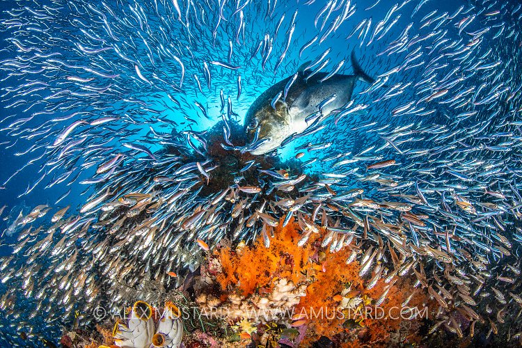 Hunting Jack, Indonesia