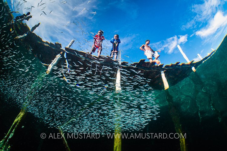 Kids Watch Fish, Indonesia