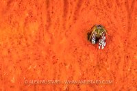 Orange Reef Herbit Crab, Indonesia