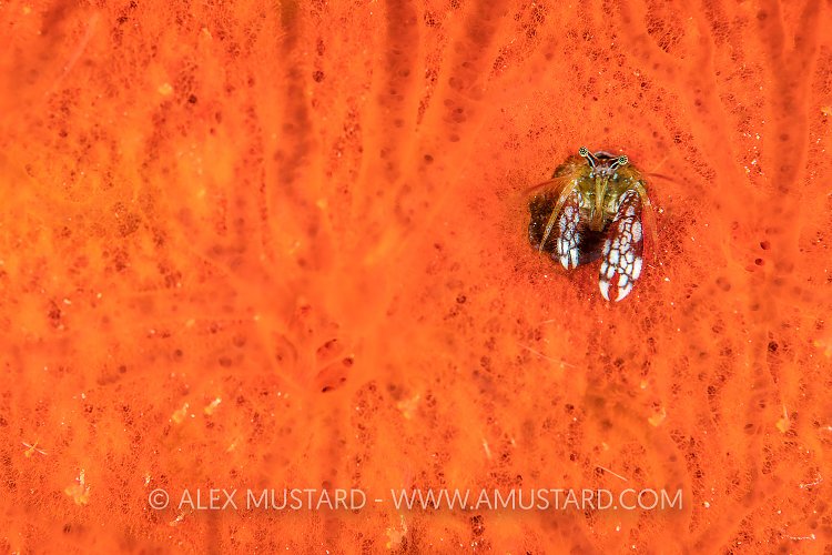 Orange Reef Herbit Crab, Indonesia