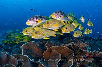 Schooling Sweetlips, Indonesia
