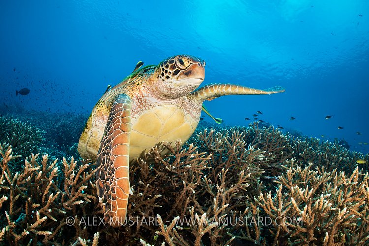 Thadda Way, Indonesia