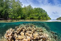 Mangrove Scene, Indonesia