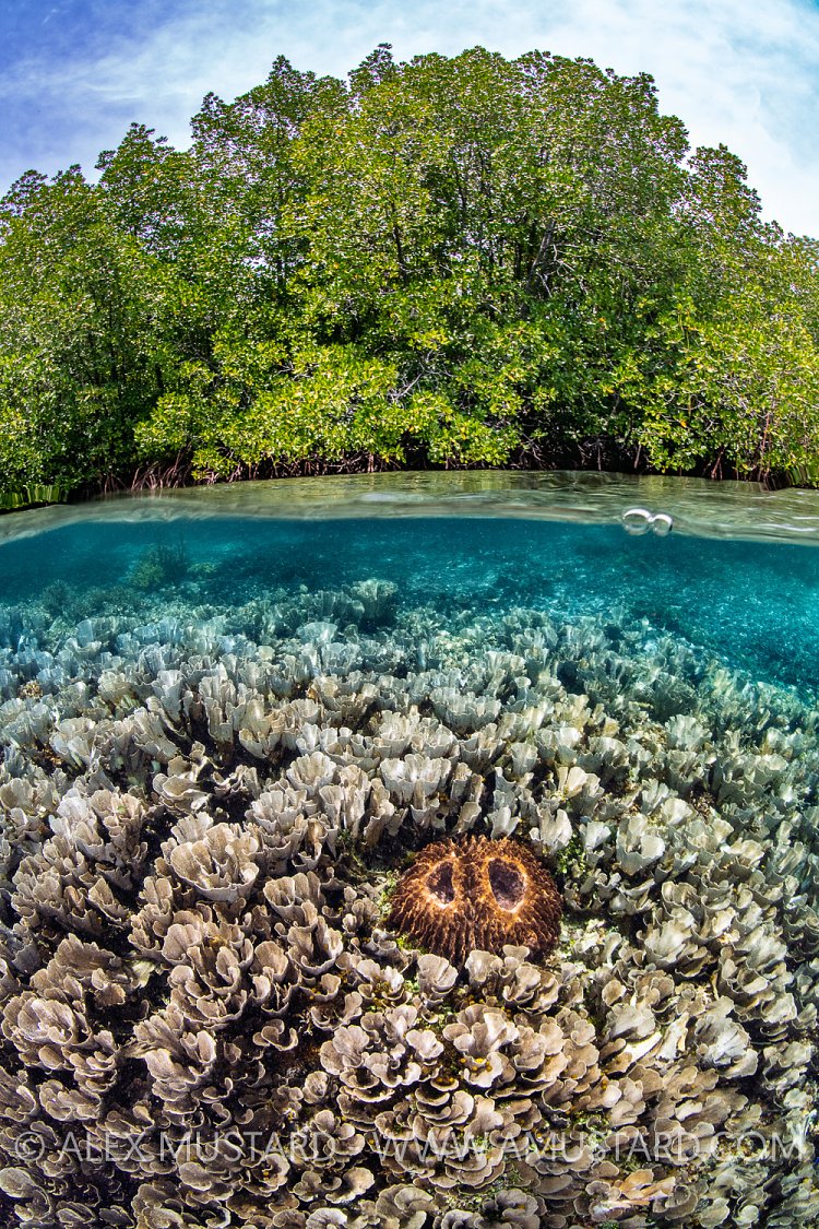 Mangrove Scene, Indonesia