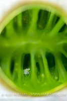 Shrimp In Sea Squirt, Indonesia