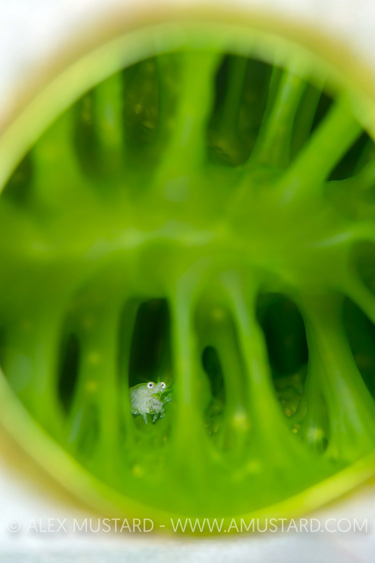 Shrimp In Sea Squirt, Indonesia