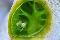 Shrimp In Sea Squirt, Indonesia