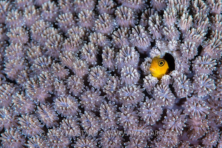 Yellow Blenny, Indonesia