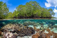 Corals Growing In Mangroves, Indonesia