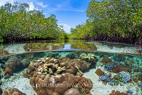 Corals Growing In Mangroves, Indonesia