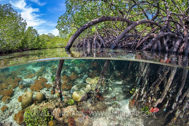 Corals Growing In Mangroves, Indonesia
