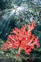 Soft Coral Growing In Mangroves, Indonesia