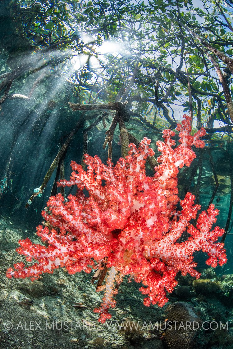 Soft Coral Growing In Mangroves, Indonesia