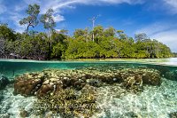 Corals Growing In Mangroves, Indonesia