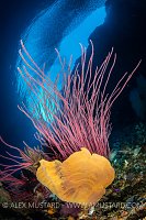 Reef Scene, Indonesia