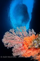 Reef Scene, Indonesia