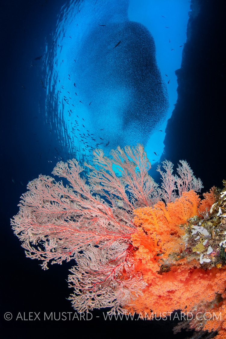 Reef Scene, Indonesia