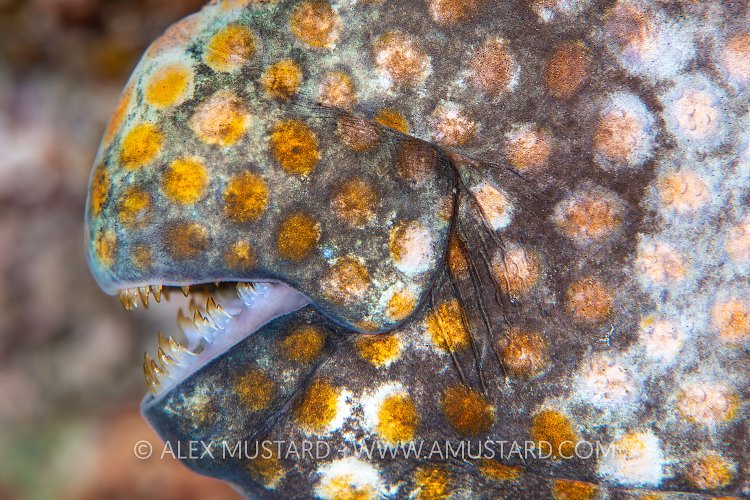 Brown Teeth, Indonesia
