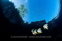 Batfish With Snells Window, Indonesia