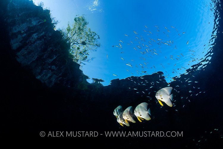Batfish With Snells Window, Indonesia
